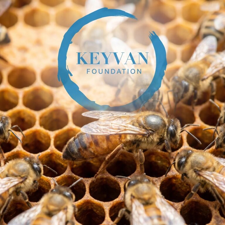 Progetto Open Source Api Regina Fondazione Keyvan The Alliance